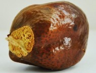 Мохилхин очищенный 100 гр