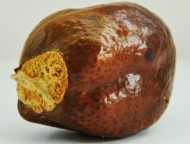 Мохилхин Мохилхин